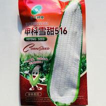甜糯玉米种子白甜糯高端（8）申科雪糯20克12元100克