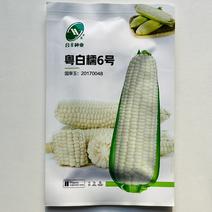 白糯玉米种子（13）粤白糯6号40克