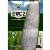 甜糯玉米种子（20）晋糯22，100克