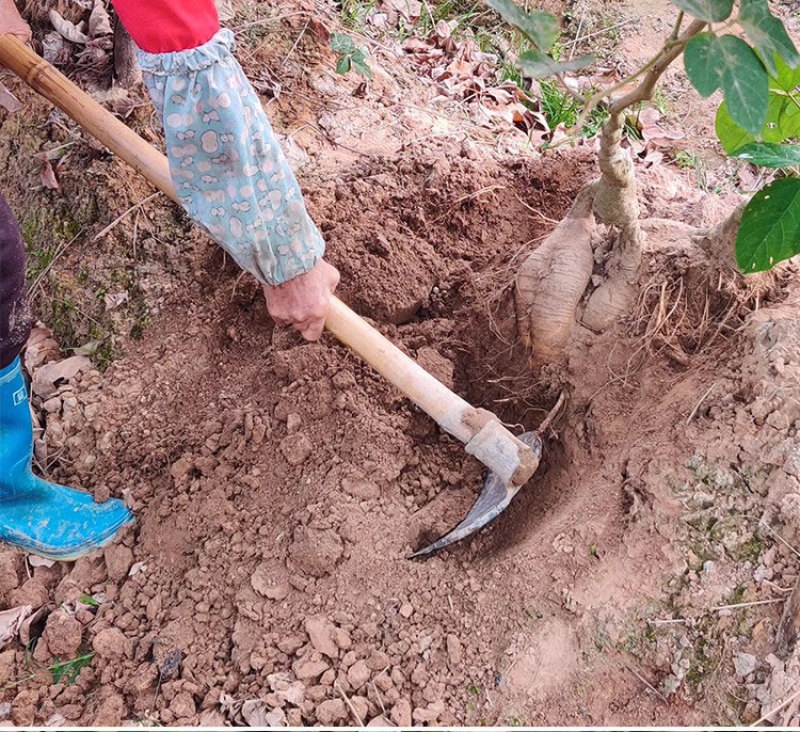 无渣粉葛餐桌上的佳肴村集体种植不发次品四川武胜