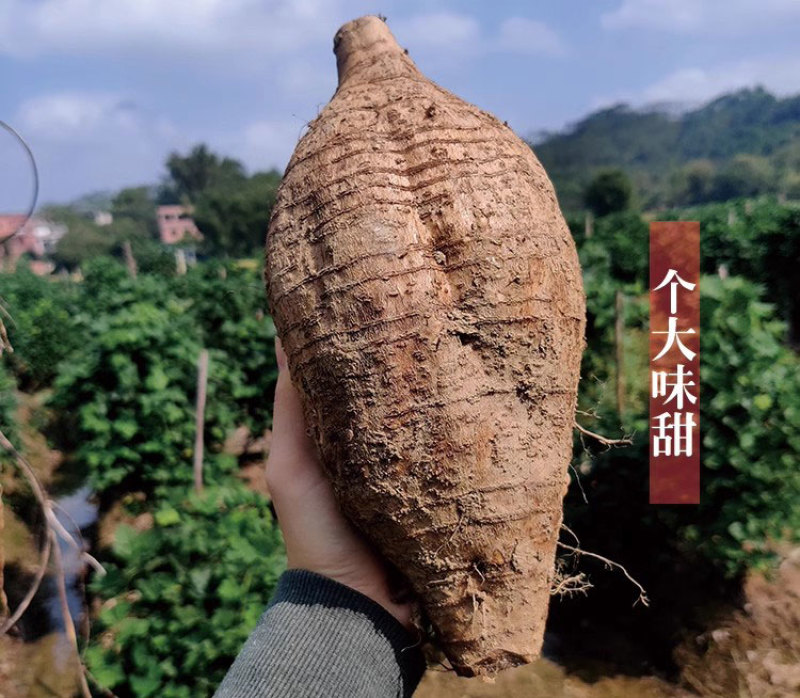 无渣粉葛餐桌上的佳肴村集体种植不发次品四川武胜