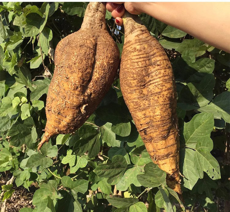 无渣粉葛餐桌上的佳肴村集体种植不发次品四川武胜