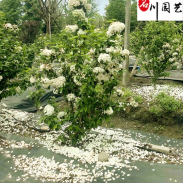 出售精品中华木绣球树形优美规格齐全中华木绣球直销