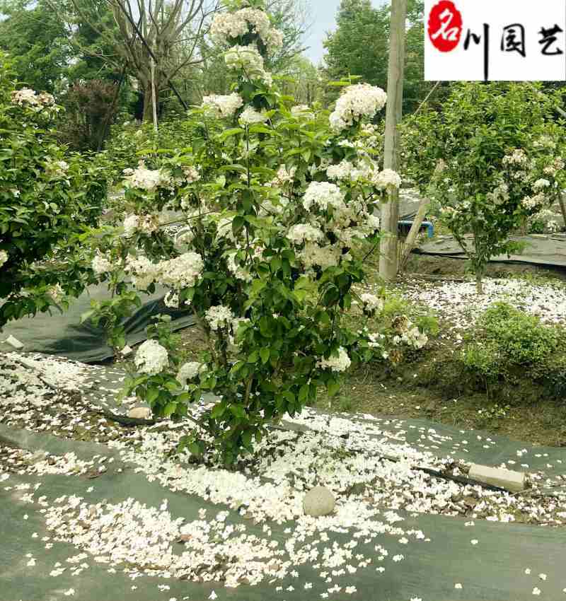 出售精品中华木绣球树形优美规格齐全中华木绣球直销