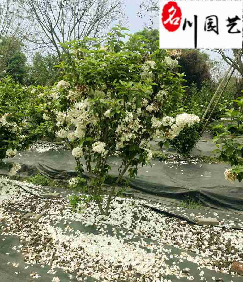 出售精品中华木绣球树形优美规格齐全中华木绣球直销