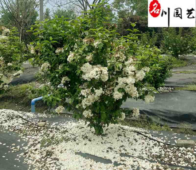 出售精品中华木绣球树形优美规格齐全中华木绣球直销
