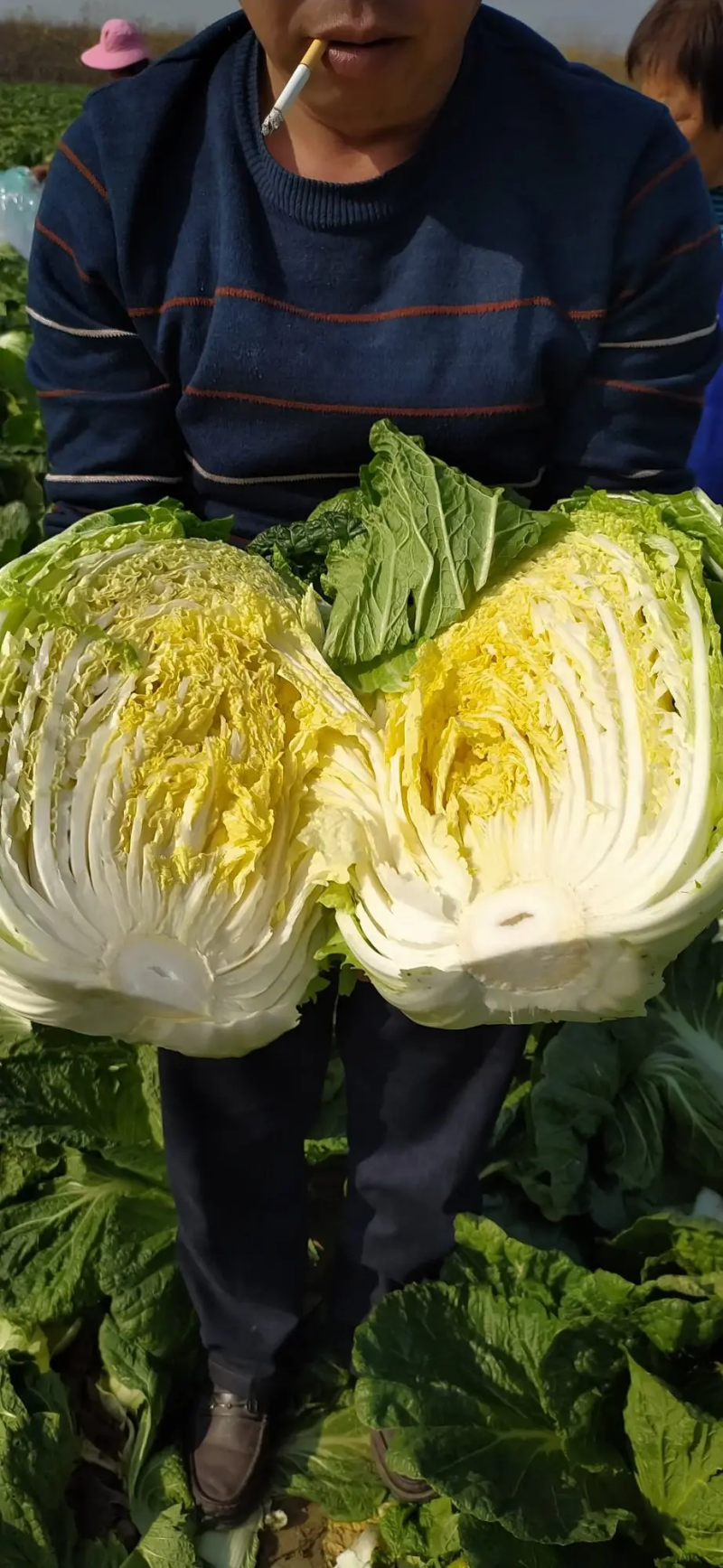 【推荐】湖北宜昌黄心白菜，产地直发，货量充足，可基地考察