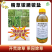 精草铵膦铵盐恶性杂草不伤果树不伤土壤牛筋草小飞蓬除草剂