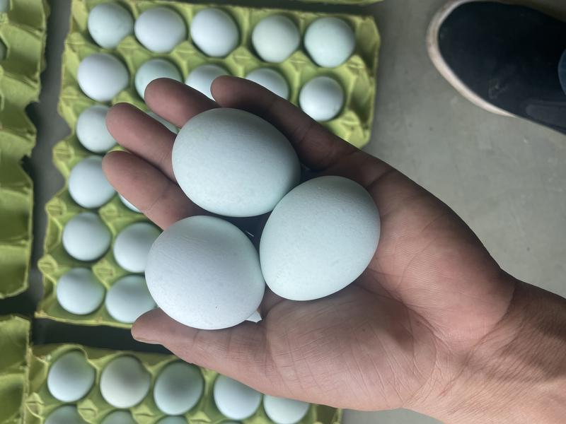 绿壳鸡蛋自家养殖场常年供应量大从优全国可发货