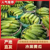 【推荐】宜昌精品水果黄瓜，价格低，品质好，规格齐全货量充足