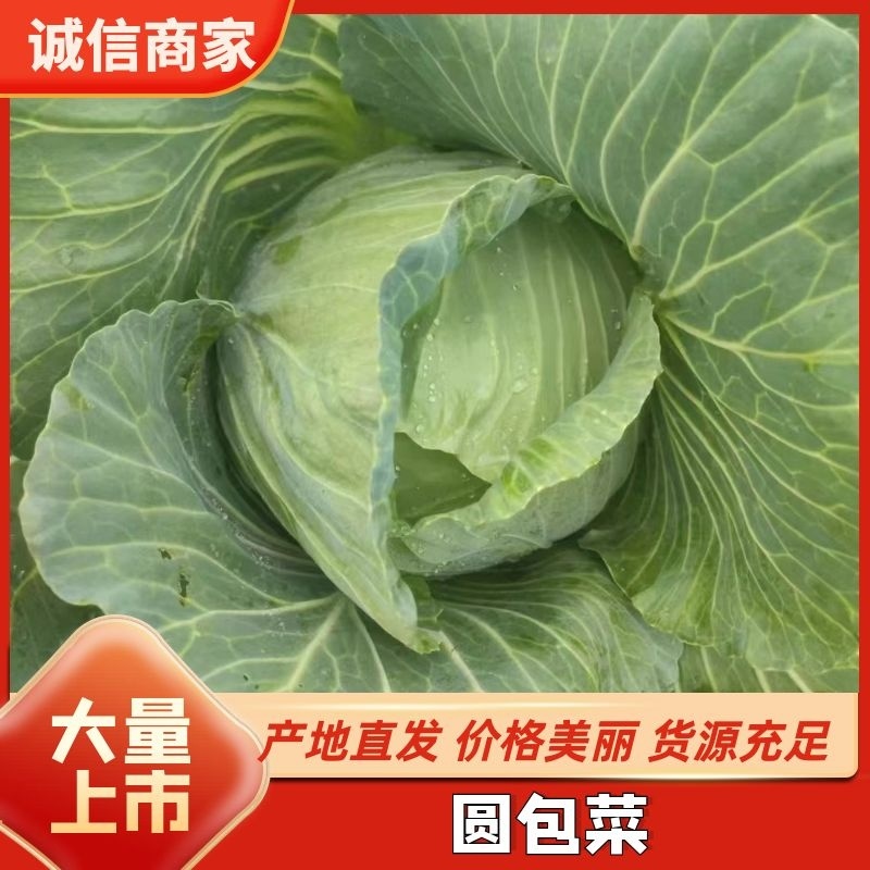 【推荐】湖北精品圆包菜，产地一手，货源充足，可视频看货