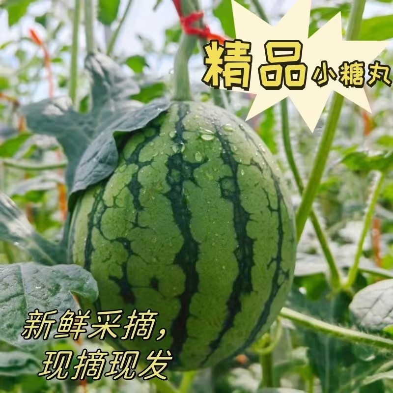 砀山小糖丸西瓜基地直发量大质优价格优惠欢迎电联