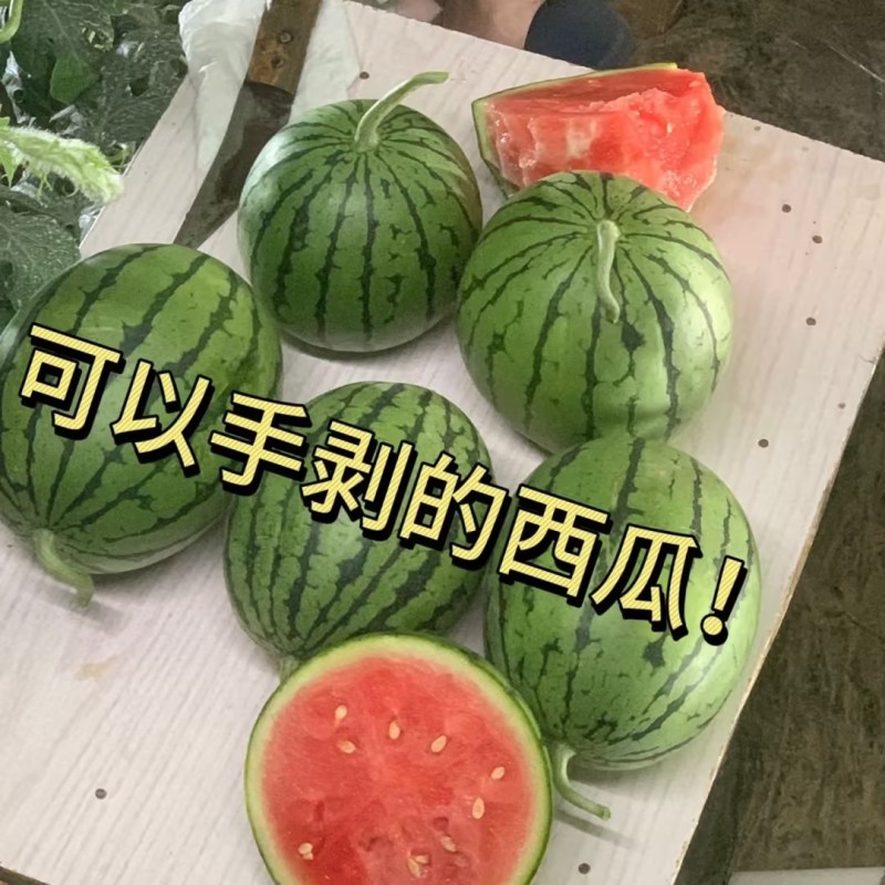 砀山小糖丸西瓜基地直发量大质优价格优惠欢迎电联