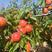 丰源红杏【丰园红杏】红杏产地批发可发往全国市场！