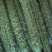 黄瓜密刺黄瓜大量有货产地供应欢迎来电要货