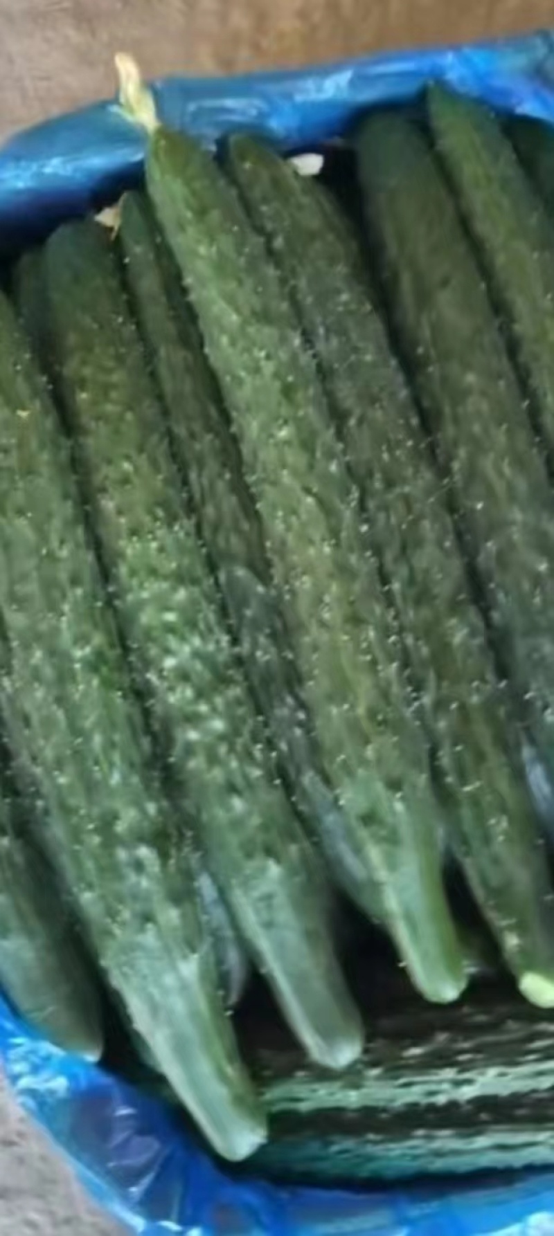 黄瓜密刺黄瓜大量有货产地供应欢迎来电要货