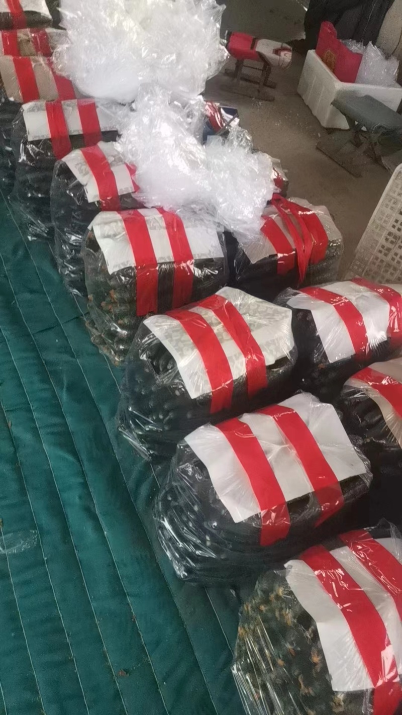 黄瓜密刺黄瓜大量有货产地供应欢迎来电要货