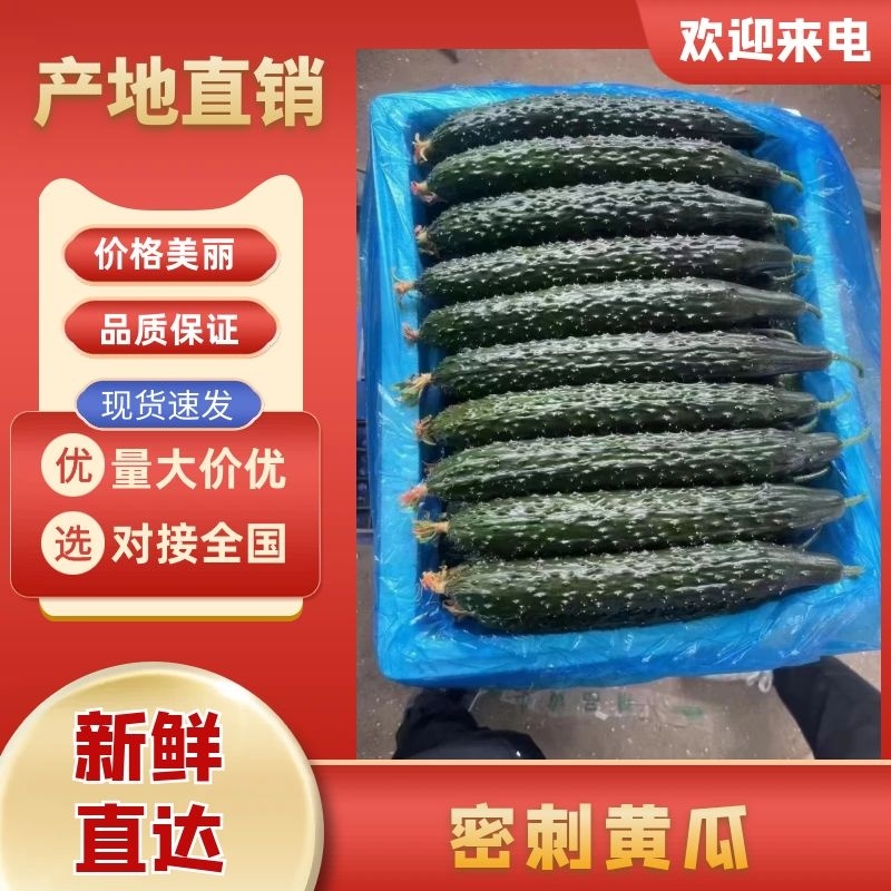 黄瓜密刺黄瓜大量有货产地供应欢迎来电要货