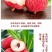 【精品白糖罂荔枝】高州水库高品果，5月20日