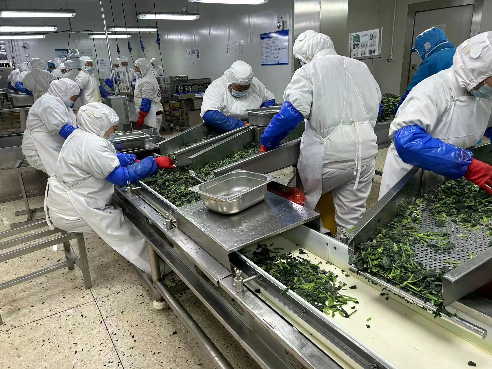厨房中正在清洗的大叶菠菜