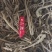 贵州百花前胡贵州精品百花前胡，产地直供，一手货源，品质保证