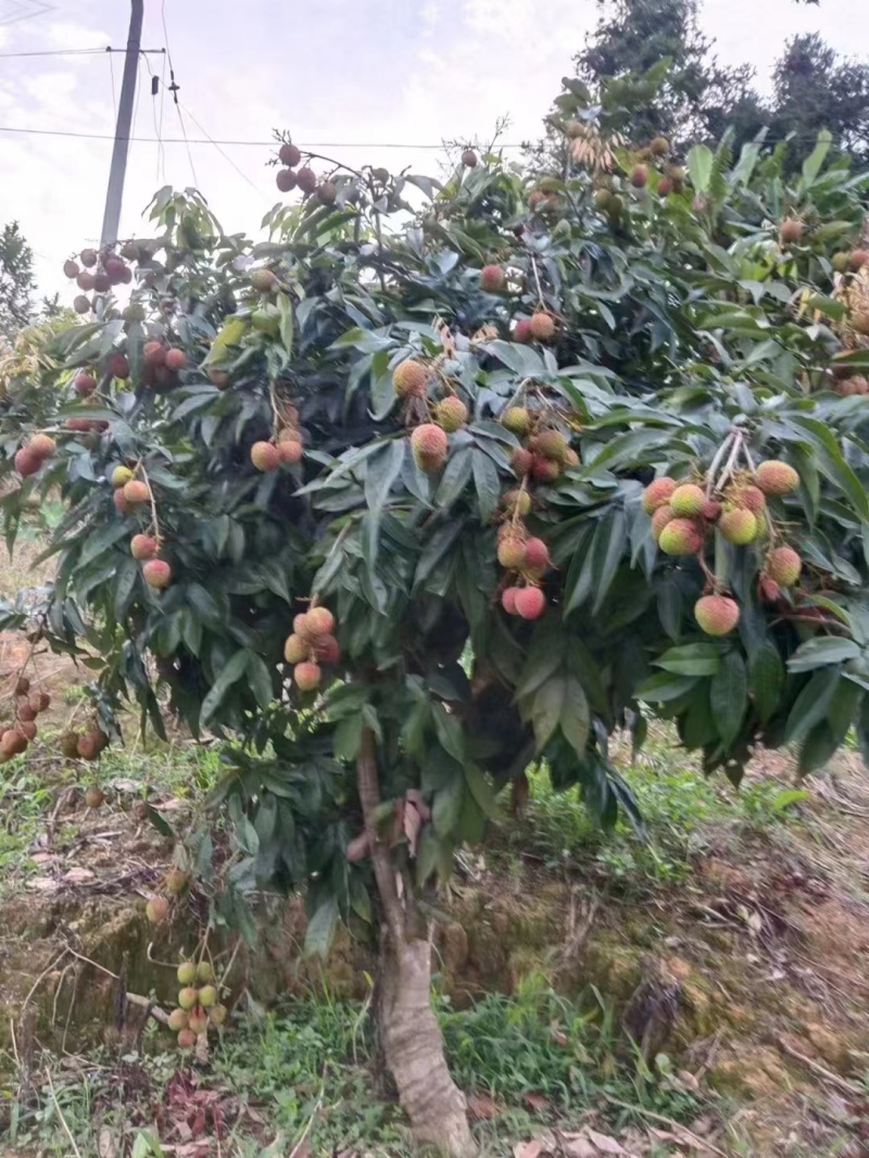 精品妃子笑荔枝云南屏边产地直发一手货源量大从优