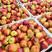 【优选】珍珠枣密桃大量上市实力供货对接商超市场