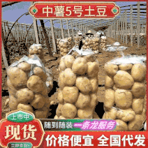 《精选》中薯5号土豆湖北土豆皮黄型好颜色亮全国