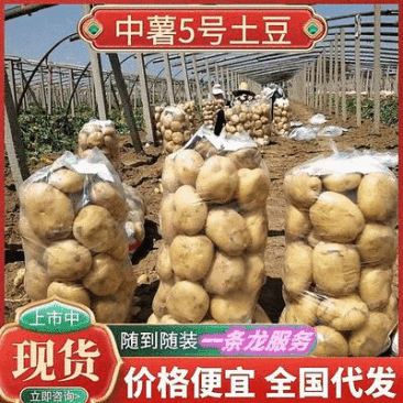 《推荐》中薯5号土豆湖北土豆皮黄型好颜色亮代发全国