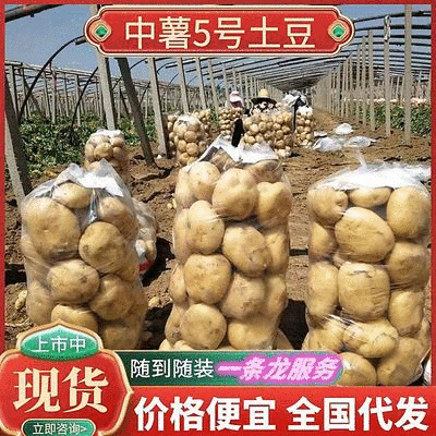 《推荐》中薯5号土豆湖北土豆皮黄型好颜色亮代发全国