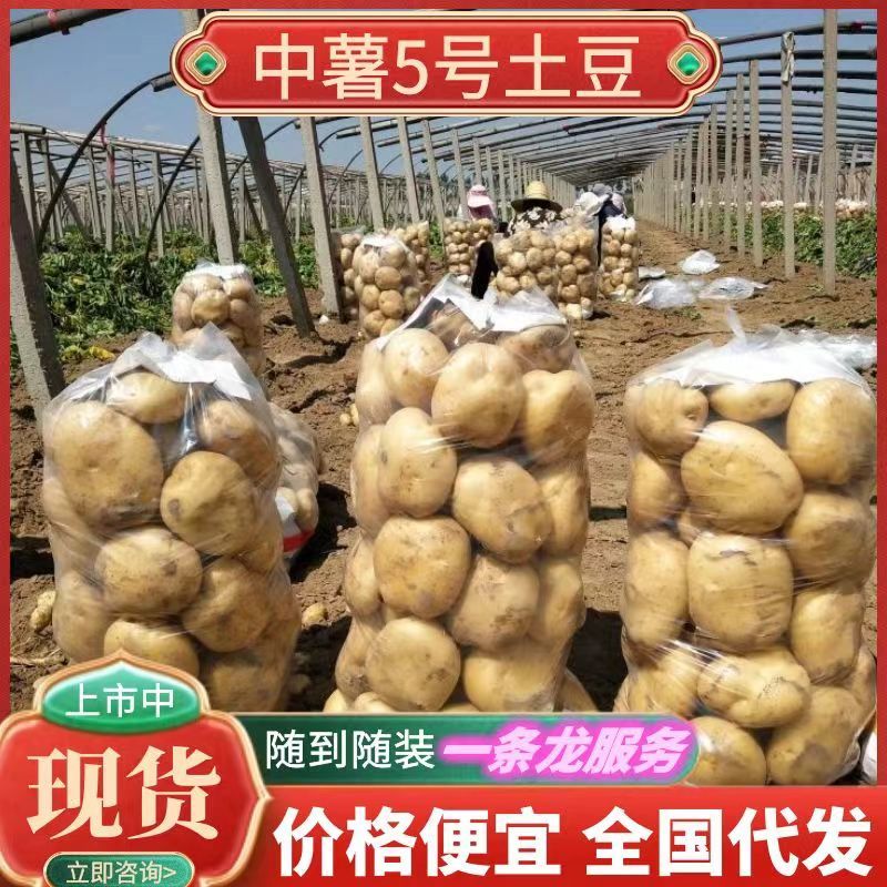 《推荐》中薯5号土豆湖北土豆皮黄型好颜色亮代发全国
