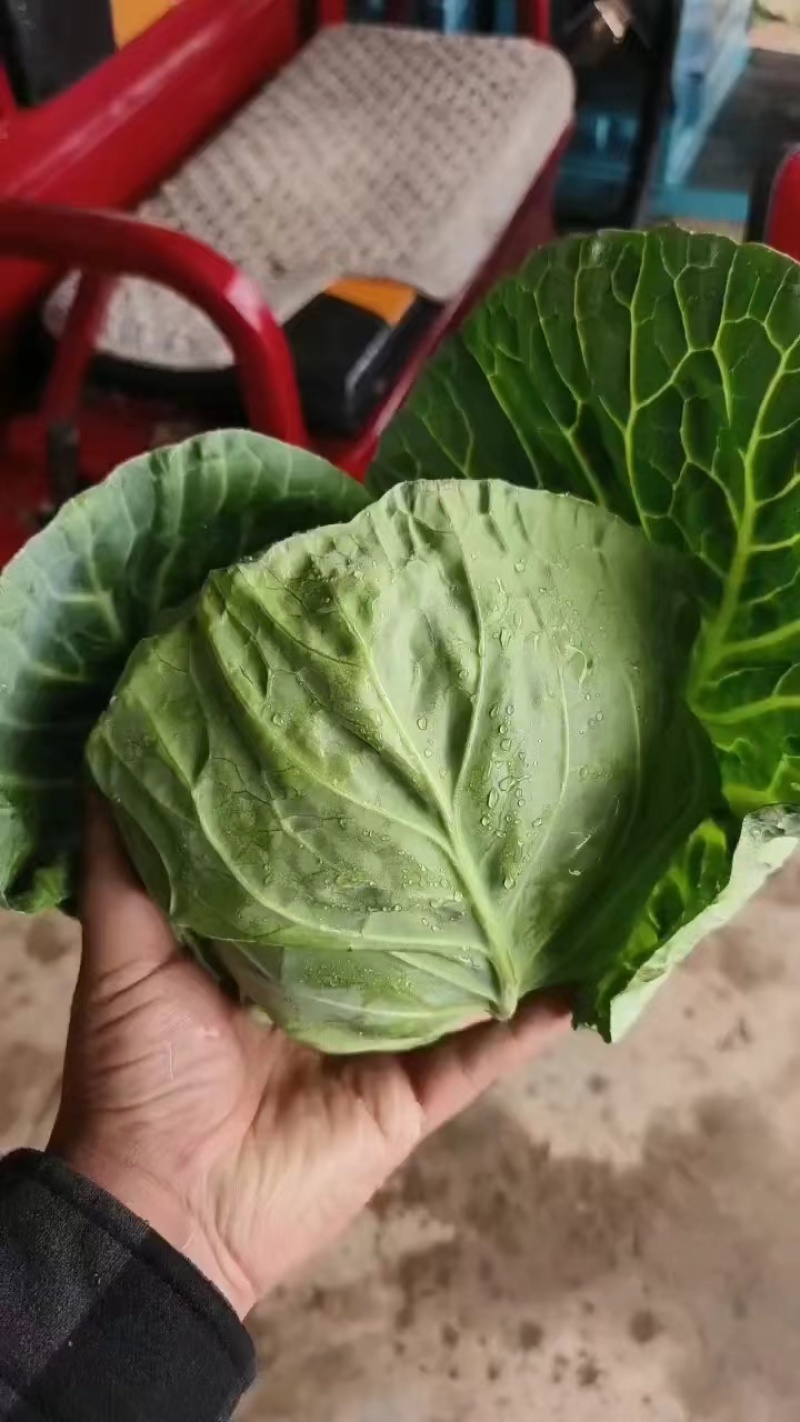 【伟东菜业】甘蓝精品货价格合理诚信代办全国代发