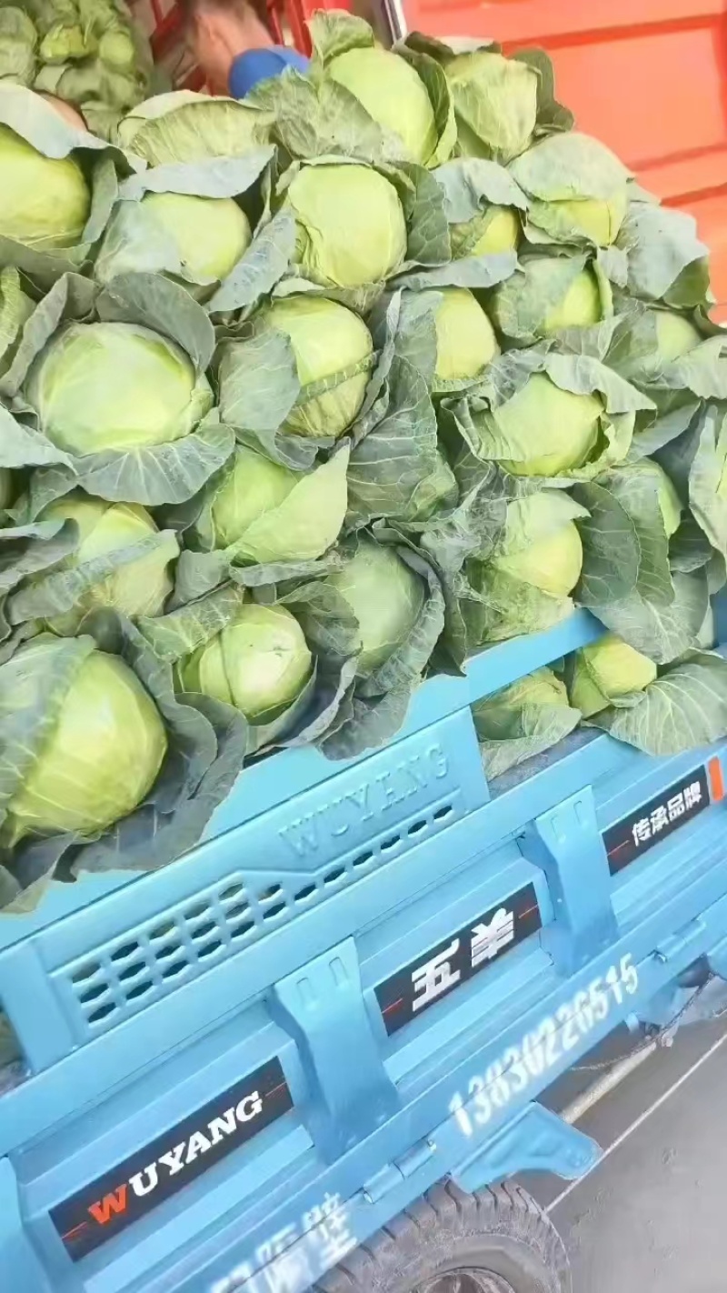 【伟东菜业】甘蓝精品货价格合理诚信代办全国代发