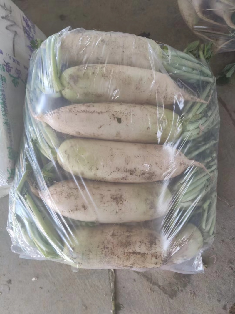 【伟东菜业】青萝卜，定西萝卜，产地直销，一手货源