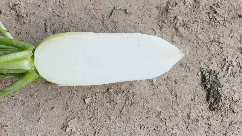 【伟东菜业】青萝卜，定西萝卜，产地直销，一手货源