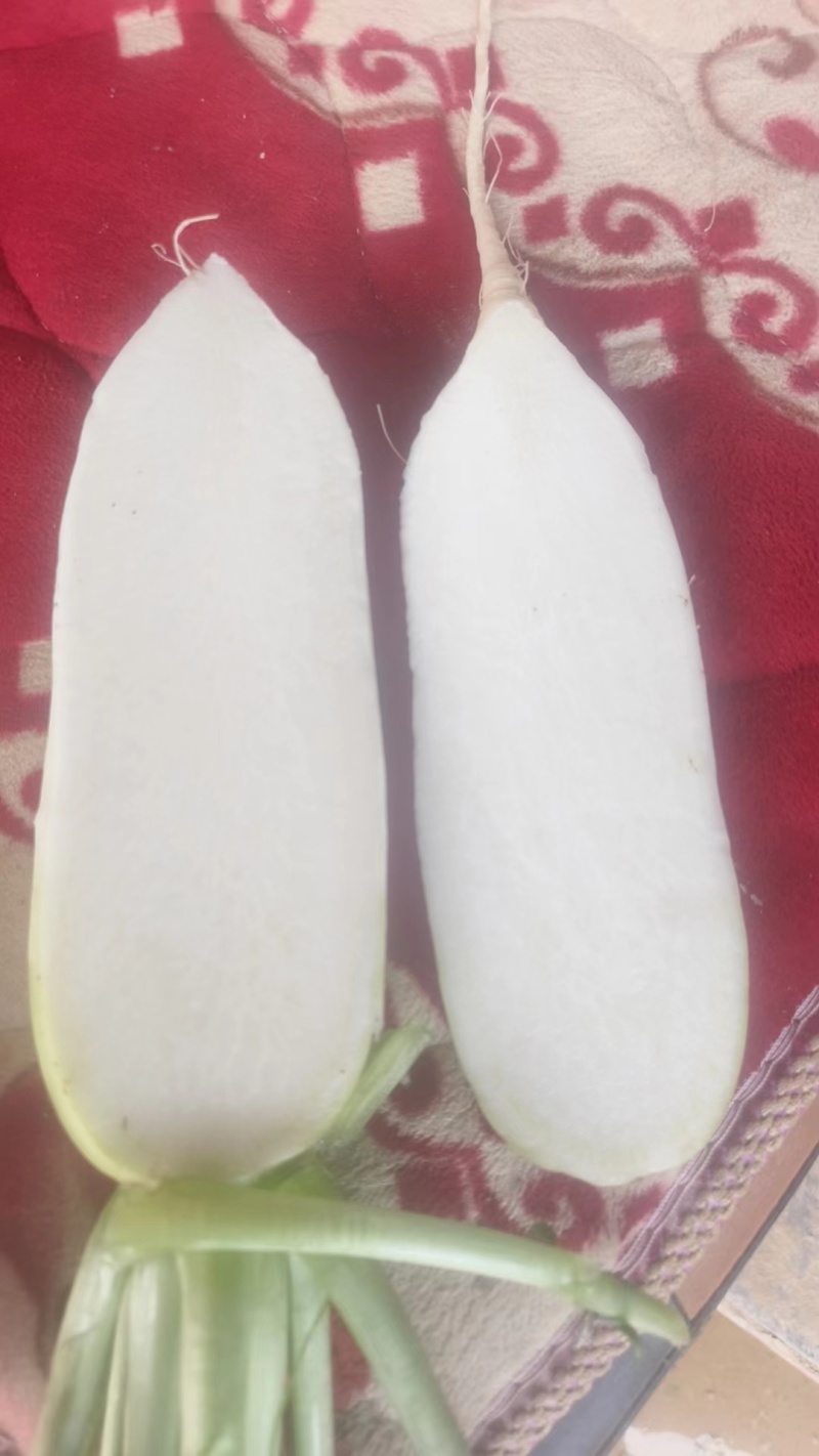 【伟东菜业】青萝卜，定西萝卜，产地直销，一手货源