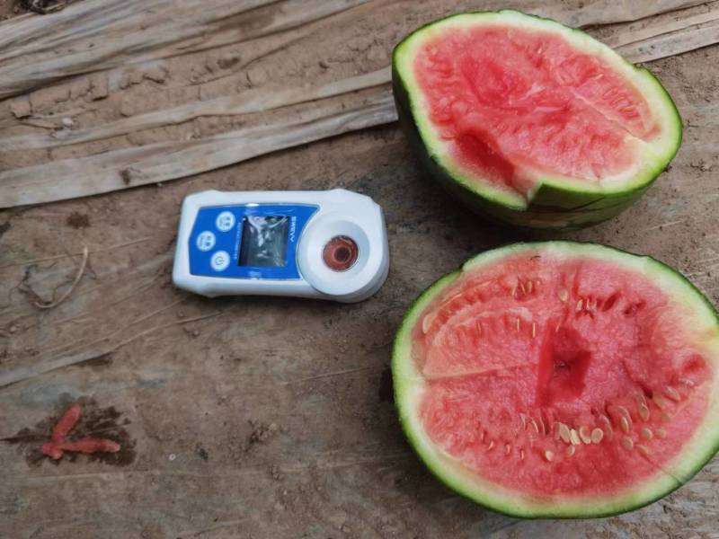 周口精品奶油小吊瓜，产地一手货源，可视频看货选货