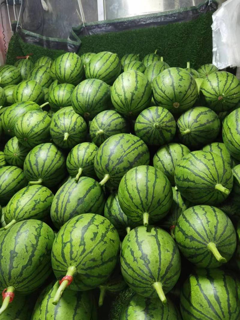 周口精品奶油小吊瓜，产地一手货源，可视频看货选货