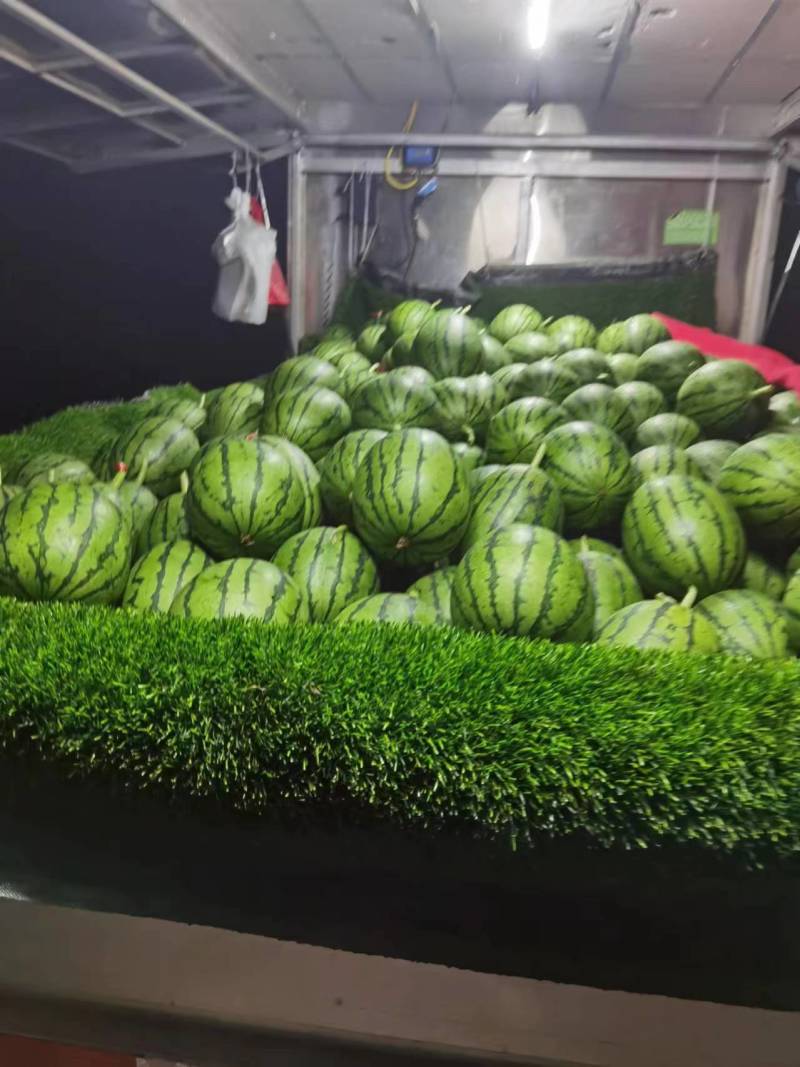 周口精品奶油小吊瓜，产地一手货源，可视频看货选货