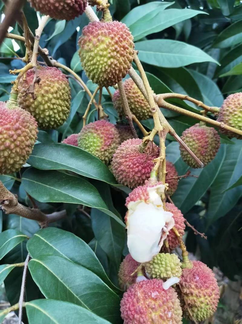 云南荔枝妃子笑现摘现发皮薄多汁口感甘甜来电优惠