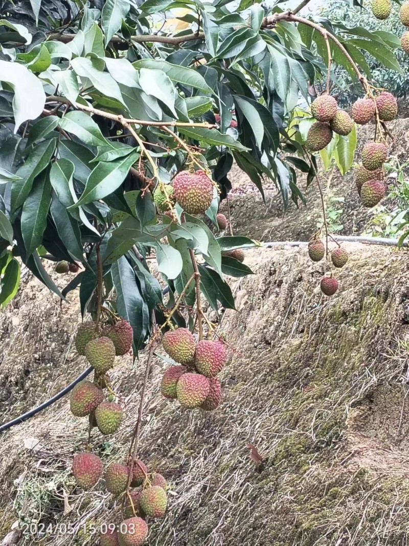 云南荔枝妃子笑现摘现发皮薄多汁口感甘甜来电优惠