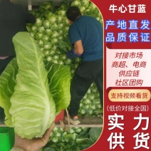 云南高山冷凉蔬菜牛心甘蓝，安全无污染，全国发货