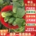 云南精品牛心鸡心甘蓝，现砍现发量大质优，对接全国各大商超
