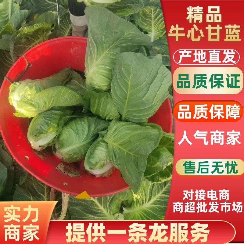 云南精品牛心鸡心甘蓝，现砍现发量大质优，对接全国各大商超