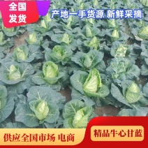 昭通高山冷凉蔬菜牛心甘蓝，对接各大商户，食堂超市欢迎采购