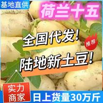 贵州土豆产地批发【黄心土豆荷兰十五】全国发货保证质量