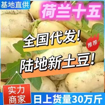 贵州土豆产地批发【黄心土豆荷兰十五】全国发货保证质量
