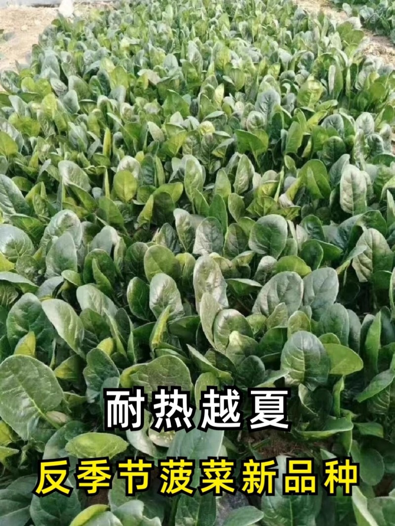 烈火菠菜种子夏季耐热抗病耐抽苔叶片厚杂交大叶