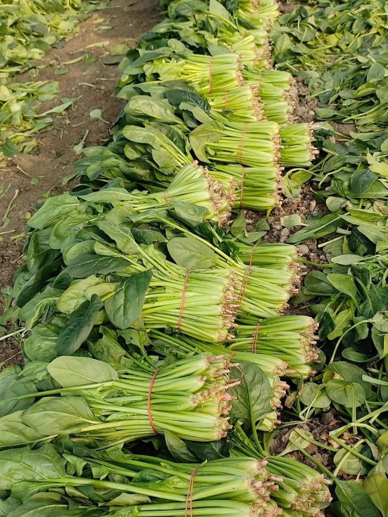 烈火菠菜种子夏季耐热抗病耐抽苔叶片厚杂交大叶