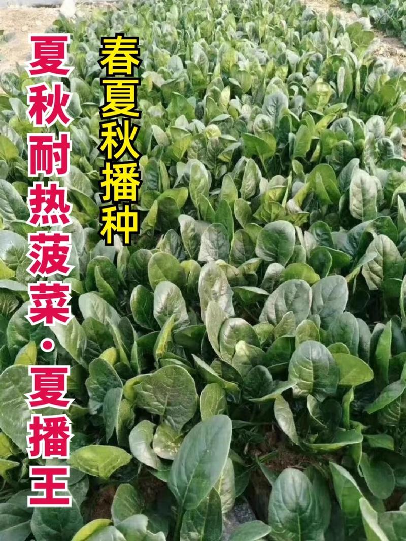 烈火菠菜种子夏季耐热抗病耐抽苔叶片厚杂交大叶